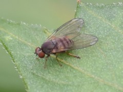 Protoclythia modesta