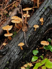 Pholiota brunnescens
