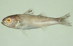 Blackmouth Splitfin photo 5