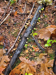 Pholiota brunnescens