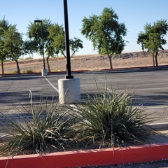 Hesperaloe parviflora