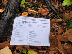 Pholiota brunnescens