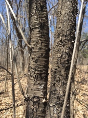 Rhamnus cathartica