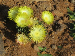 Cheiridopsis imitans