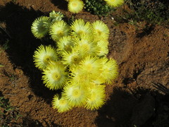 Cheiridopsis imitans