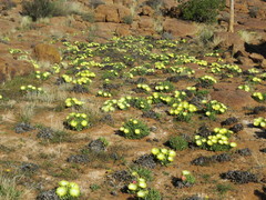 Cheiridopsis imitans