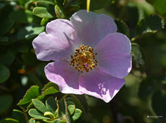 Rosa pulverulenta