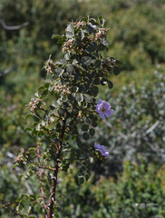 Rosa pulverulenta