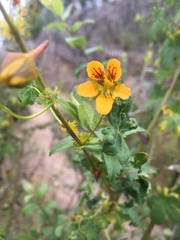 Tropaeolum ciliatum