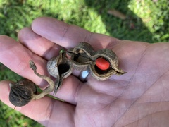 Erythrina abyssinica