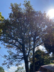 Erythrina abyssinica