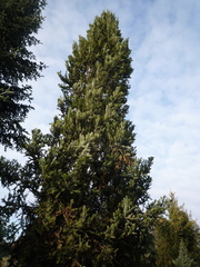 Abies koreana