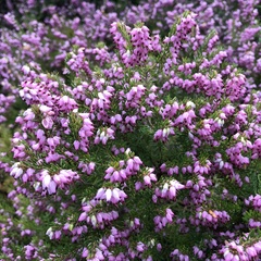 Erica carnea