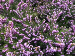 Erica carnea