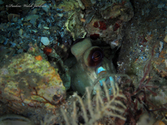 Octopus americanus