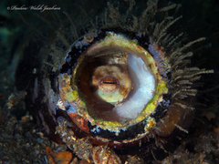 Octopus americanus