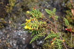 Hypericum goyanesii