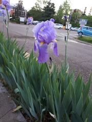 Iris pallida