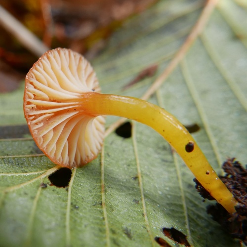Hygrocybe parvula