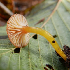 Hygrocybe parvula (Photo 1 of 2)