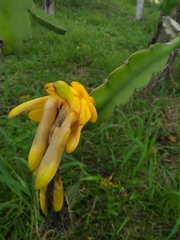 Selenicereus megalanthus