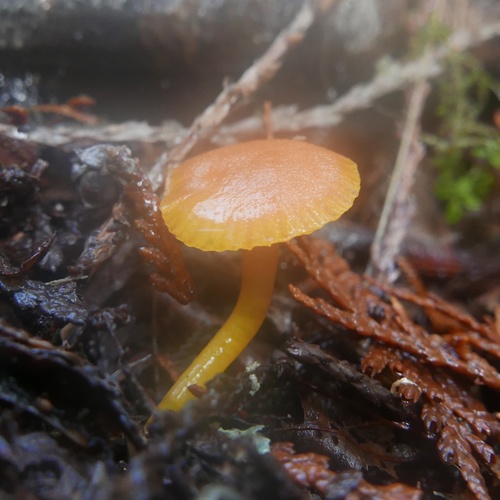 Hygrocybe parvula (Photo 2 of 2)
