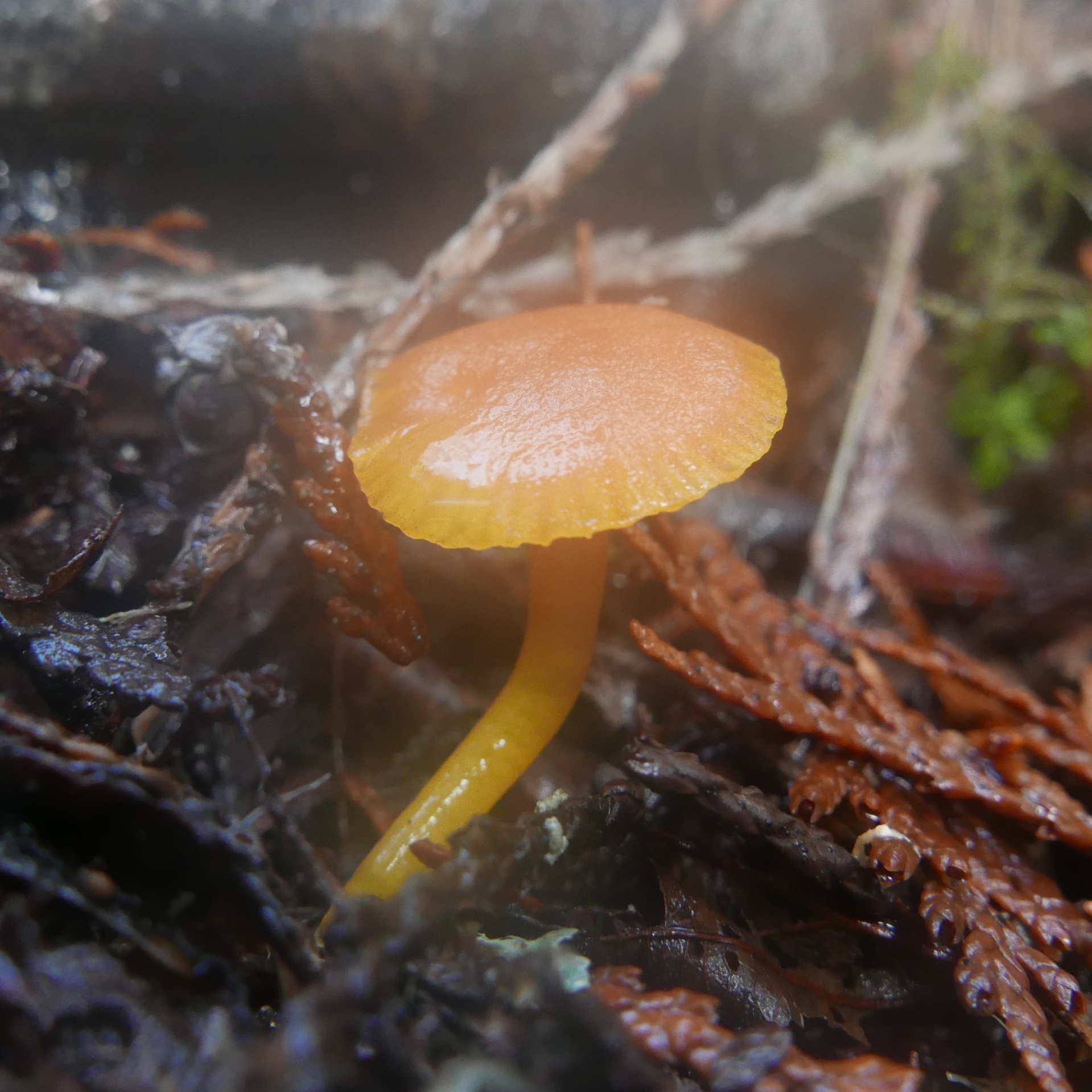 Hygrocybe parvula (Photo 2 of 2)