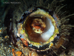 Octopus americanus