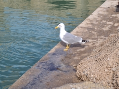 Larus michahellis