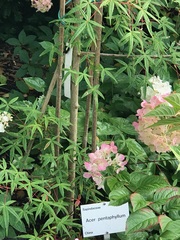 Acer pentaphyllum