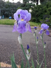 Iris pallida