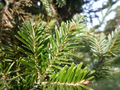 Abies koreana