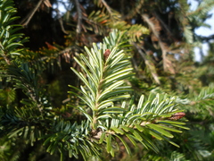 Abies koreana