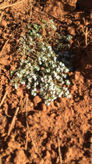 Euphorbia polycarpa