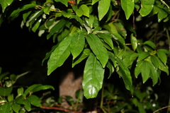 Cryptocarya macdonaldii