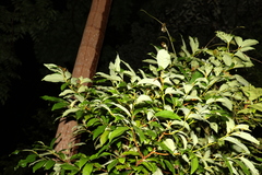 Cryptocarya macdonaldii