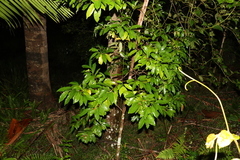 Cryptocarya macdonaldii