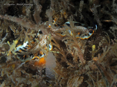 Prostheceraeus floridanus