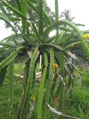 Selenicereus megalanthus