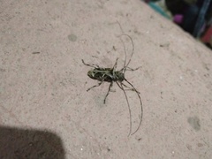 Macropophora accentifer