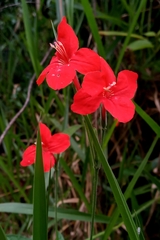 Petunias (Petunia): origen y usos — foto 3