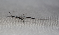 Gasteruption simillimum