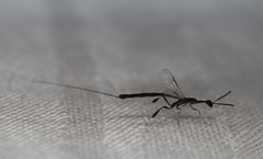 Gasteruption simillimum