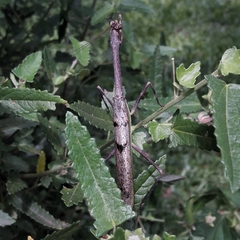 Pseudovates iheringi