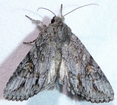 Andropolia diversilineata