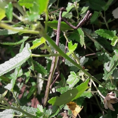 Pseudovates iheringi