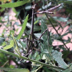 Pseudovates iheringi