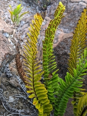 Polypodium pellucidum vulcanicum