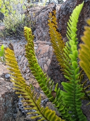 Polypodium pellucidum vulcanicum