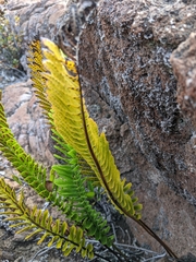 Polypodium pellucidum vulcanicum